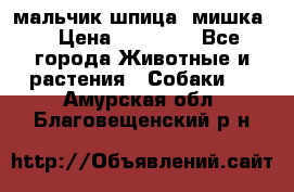 мальчик шпица (мишка) › Цена ­ 55 000 - Все города Животные и растения » Собаки   . Амурская обл.,Благовещенский р-н